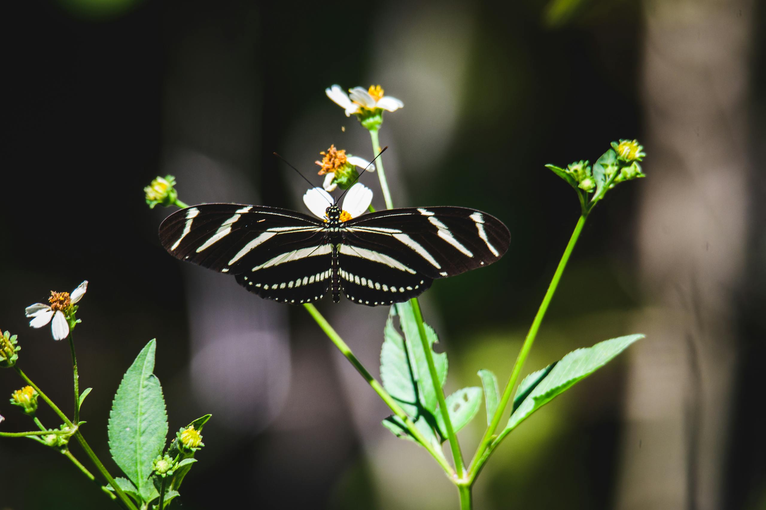 Close-up of a Zebra Longwing butterfly perched on flowers in Florida, USA.